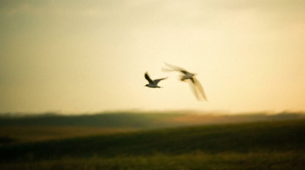 Two birds in flight over a field at golden hour